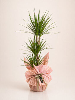Dracaena-Marginata