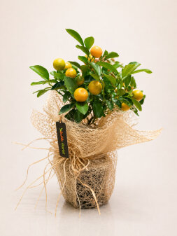 Mandalina,Citrus Calamondin