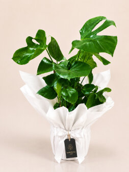 Monstera Deve Tabanı Saksı Bitkisi