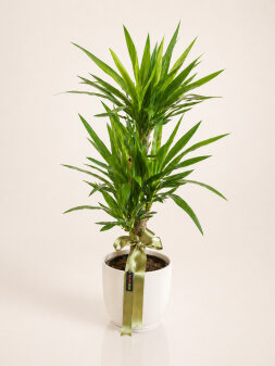 Seramikli 2li Yucca