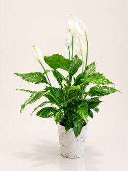 Seramikte Spathiphyllum